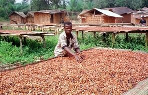 Des pressions nords américaines pour ouvrir le Ghana aux OGM ? Des pressions nords américaines pour ouvrir le Ghana aux OGM ?