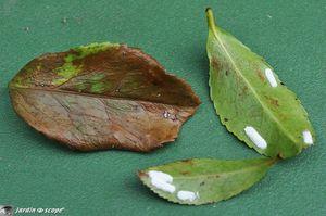 Cochenilles-pulvinaires-Eupulvinaria-hydrangeae