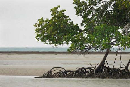 Le croco et l'Australien image