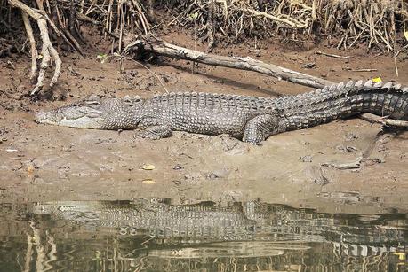 Le croco et l'Australien image