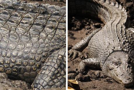 Le croco et l'Australien image
