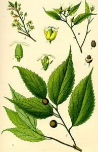Illustration_Celtis_australis0 Honneur au micocoulier – A3