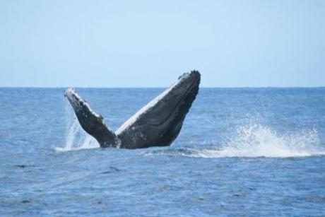 Chaque année, les baleines à bosse viennent s'accoupler et mettre bas dans les eaux de l'océan indien