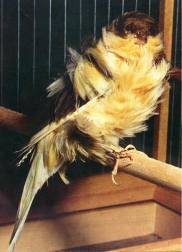 A propos du plumage et de la peau Canari-fris-.jpg
