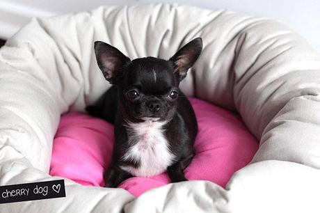 Paniers pour chiens sur Cherry Dog Paniers et coussins pour chiens : vive le confort !