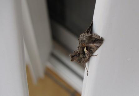 Le Gamma insectes, papillons