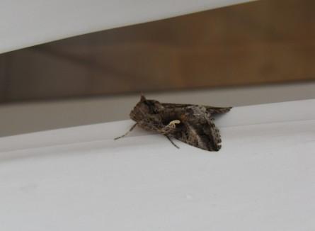 Le Gamma insectes, papillons