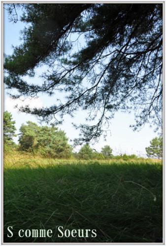 Un pique-nique à la campagne divers2 0722-002-copie-1