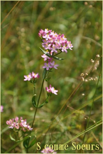 Un pique-nique à la campagne divers2 0765