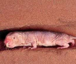 CANCER: Pourquoi le rat-taupe reste intouchable – Université de Haïfa