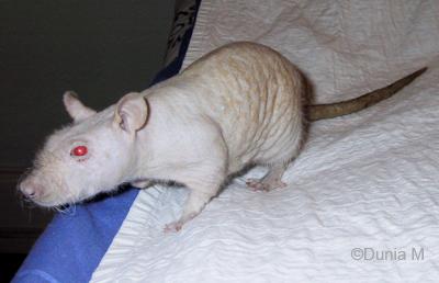 Rats: abcès Caramel, un rat nu siamois de 10 mois