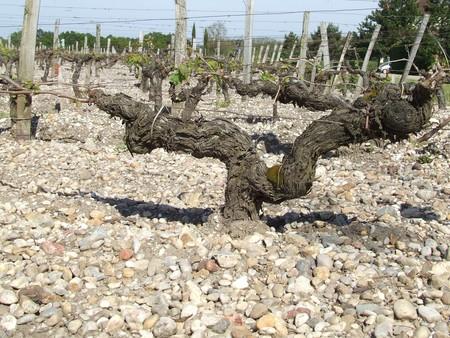 Week-end de folie (4): visite à Smith Haut Lafitte DSCF9157