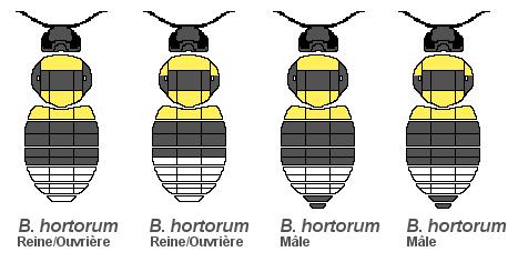 Le Bourdon des jardins, Bombus hortorum Le Bourdon des jardins, Bombus hortorum