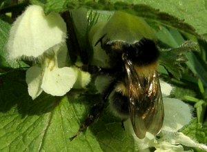 Le Bourdon des jardins, Bombus hortorum Le Bourdon des jardins, Bombus hortorum