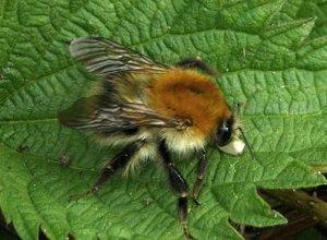 Le Bourdon des champs, Bombus pascuorum pascuorum2