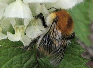 Le Bourdon des champs, Bombus pascuorum pascuorum3