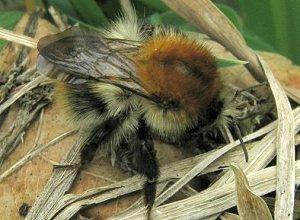 Le Bourdon des champs, Bombus pascuorum pascuorum4