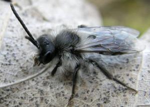 L'Abeille des sables, Andrena cineraria L'Abeille des sables, Andrena cineraria