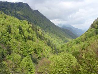 Des centaines d'hectares en évolution naturelle en Ariège