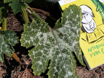 Il était une petite graine Il était une petite graine