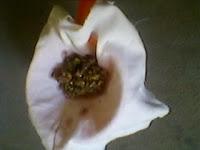 Mon huile de fenugrec Mon huile de fenugrec