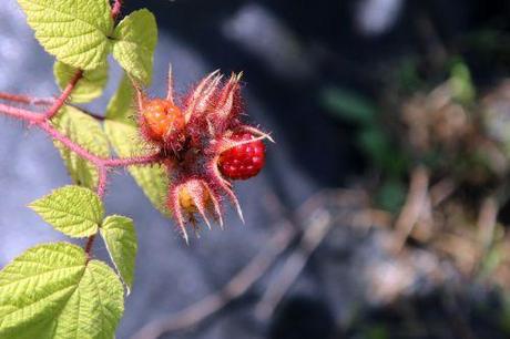 Rubus phoenicolasius rubus phoenicolasius barres 27 juillet 2013 080 (5).jpg