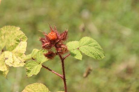 Rubus phoenicolasius rubus phoenicolasius barres 27 juillet 2013 080 (4).jpg
