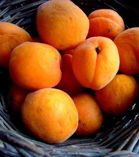 abricot 1