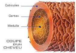Le cheveu crépu vu de l'intérieur : Structure Le cheveu crépu vu de l'intérieur : Structure