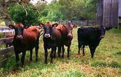 agriculture environnement ferme québec bétail élevage fermier terre agricole agriculture environnement ferme québec bétail élevage fermier terre agricole