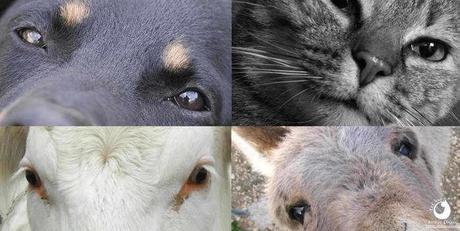 Le jeu du diptyque avec Françoise Robin Le jeu du diptyque avec Françoise Robin