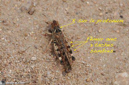 Des criquets redoutés dans les zones cultivées... Dociostaurus-maroccanus