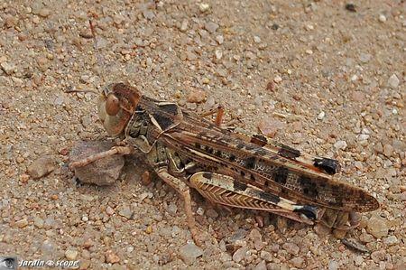 Des criquets redoutés dans les zones cultivées... Criquet marocain • Dociostaurus maroccanus