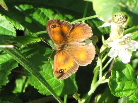 L’Amaryllis papillons