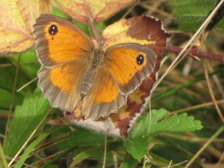 L’Amaryllis papillons