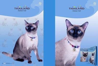 L'Autorité du Tourisme de Thaïlande : Chat alors !