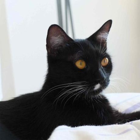 DIY °° Le Ciel de Pompons Le Chat Nel