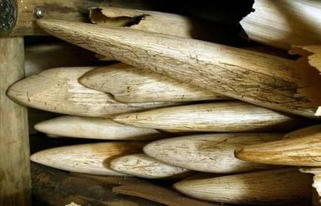 Togo: 700 kg d'ivoire saisis par la police à Lome éléphant.jpg