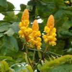 46 plantes de Guadeloupe, Martinique et Réunion entrent dans la pharmacopée française