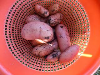 Récolte de pommes de terre Jeannette