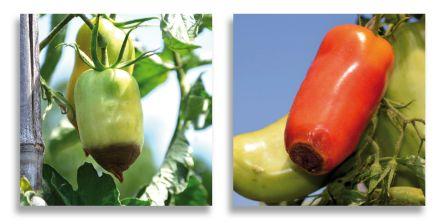 Le mystère du cul noir des tomates