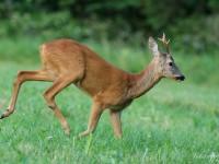 Brocard dans une clairière… Brocard dans une clairière…