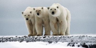 chasse,ours,commerce,espèces menacées,arctique,changements climatiques