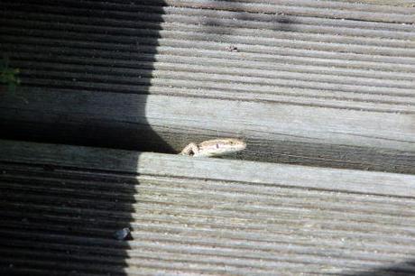 Podarcis muralis 10 août 2013 066.jpg