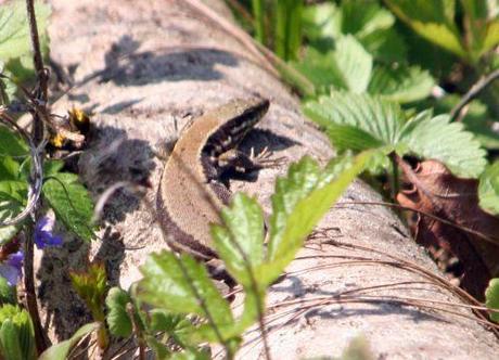 Podarcis muralis abdomen lezard 17 avril 051.jpg