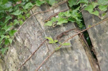 Podarcis muralis multitude lézards romi 23 mai 087.jpg