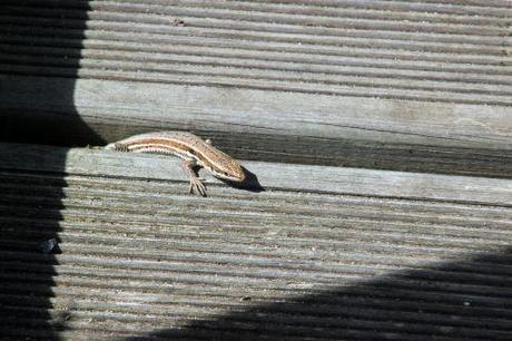 Podarcis muralis 10 août 2013 069.jpg