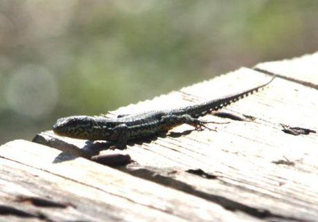 Podarcis muralis table lezard loin romi 9 avril 082.jpg