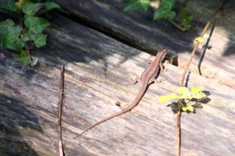 Podarcis muralis tronc lézard romi 16 juin 137.jpg
