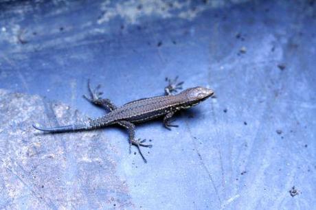 Podarcis muralis pierre lézard romi 28 sept 087.jpg